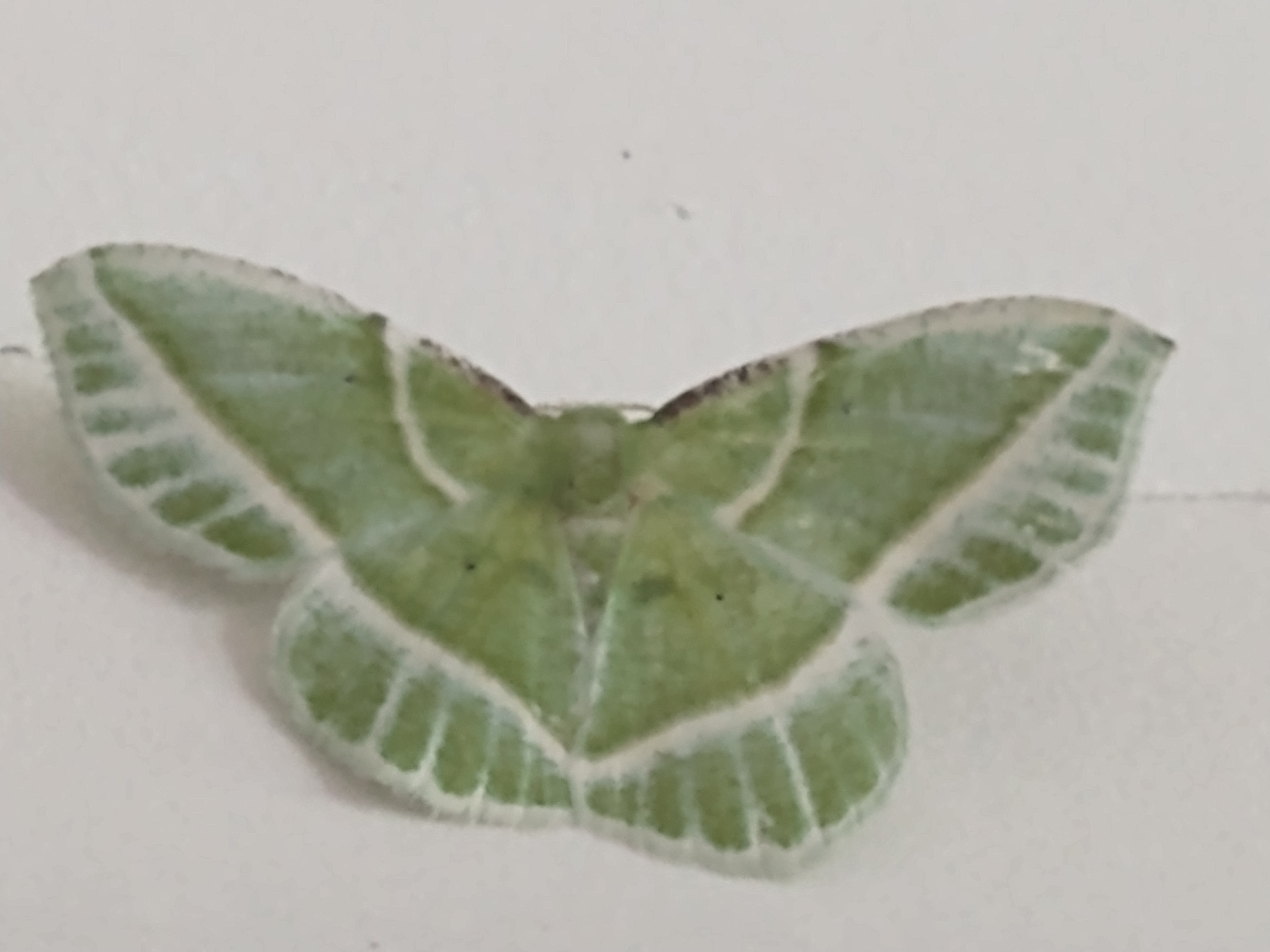 Showy Emerald Butterfly